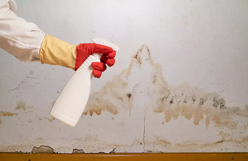 Mold prevention Pueblo CO
